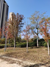 8层电梯洋房!中间楼层,大横厅大阳台格局好!精装双气!急售!