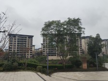 礼嘉 星悦礼玉金湾玉麟阁C区三房146万