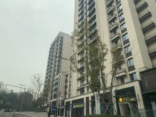 大坪 中海渝中云锦三房200万