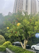 中建锦绣首府 4室1厅 南 北