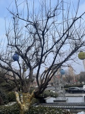 中建锦绣首府 4室2厅 南