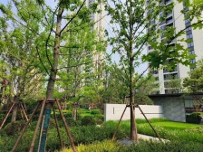 金桥西棠 近地铁 双卫 次新小区 电梯房 出行方便 南北通透