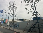 绿城桂语听澜