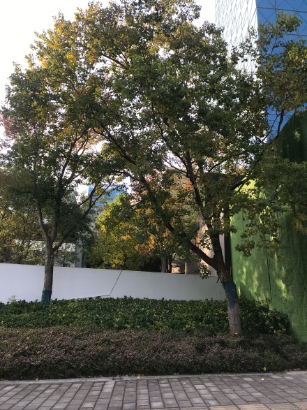 绿城重庆春风晴翠别墅实景图