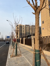 首创禧悦兴城实景图售楼处